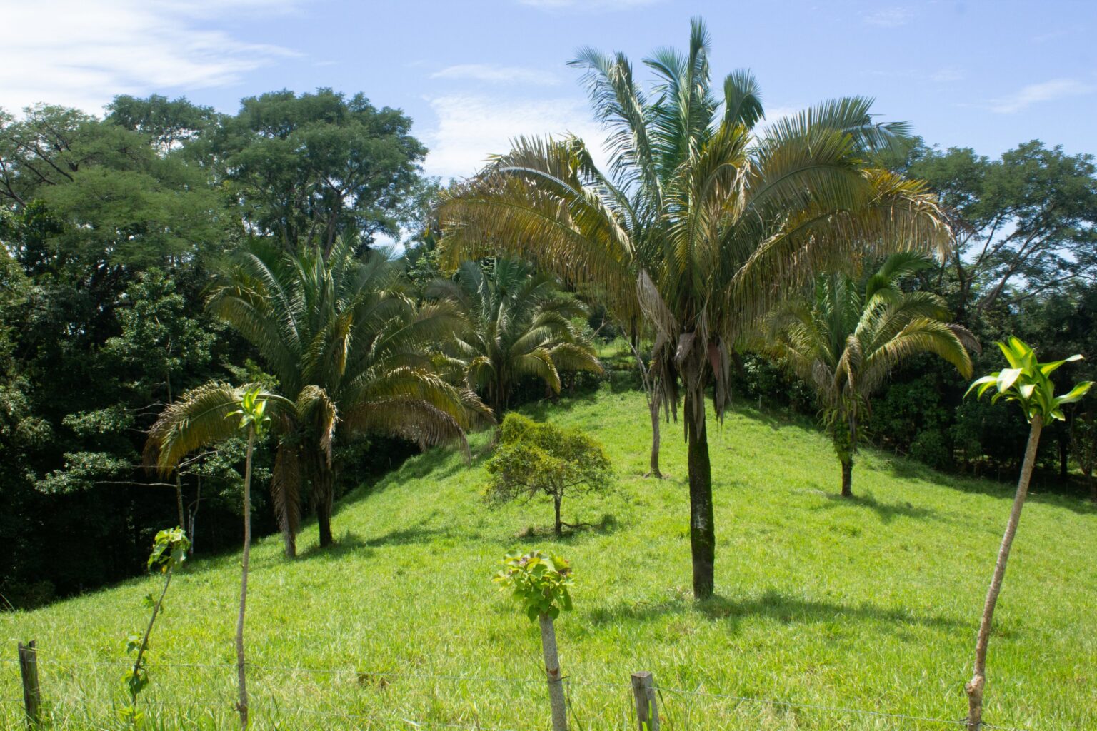 Open cattle pasture with a few palms behind a barbed-wire fence, before restoration