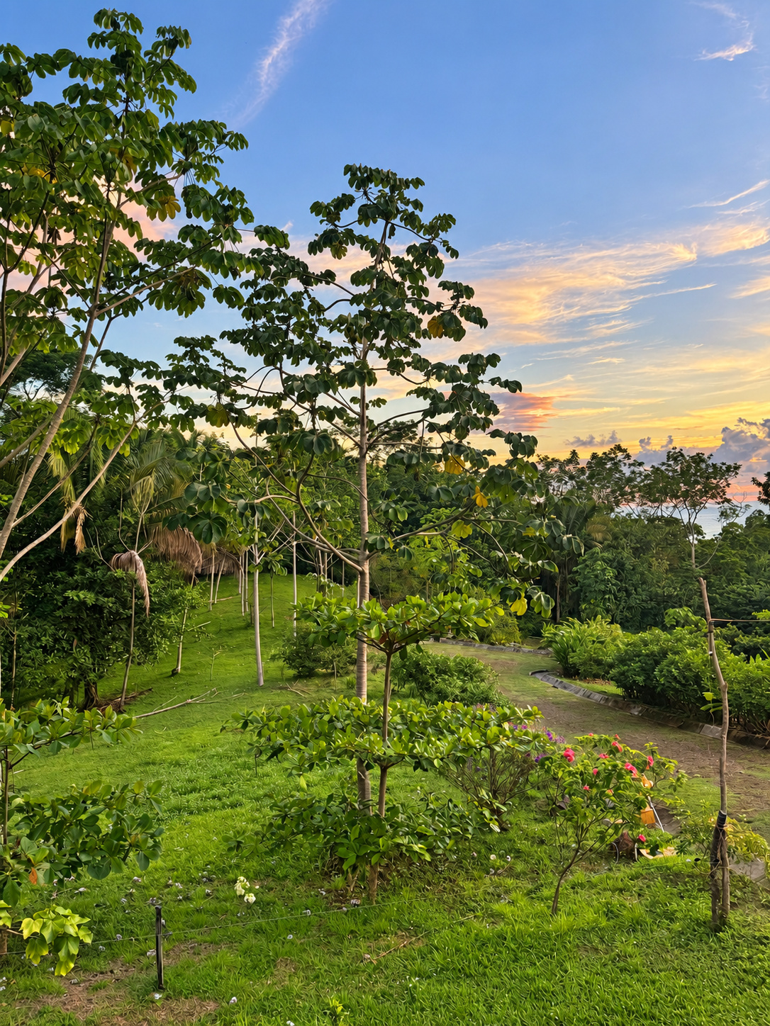 Young trees and flowering shrubs at Farmstead Collection with the Pacific Ocean on the horizon at sunset