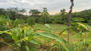 Sunset light across Lot 01 at Farmstead Collection, with heliconia and young palms framing the cleared homesite.