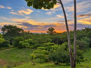 Lot 04 at dusk with palms and jungle canopy toward the coast, Farmstead Collection