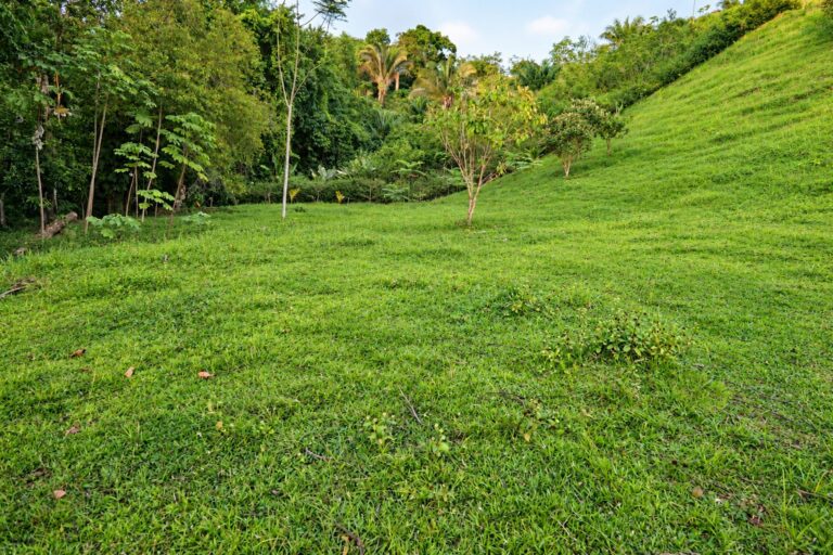 Open pasture on Lot 05 at Farmstead Collection, a 1.63-acre estate homesite near Uvita, Costa Rica