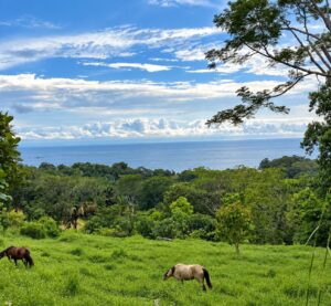 Horses grazing on the Lot 05 estate pasture above the Pacific, near Dominical, Costa Rica