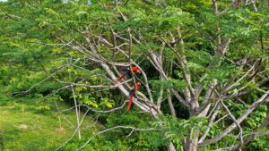 Scarlet macaws in the fruit forest at Farmstead Collection, Uvita, Costa Rica