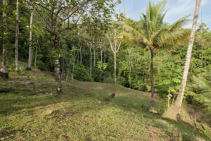 Ground-level view of Lot 07 showing the secluded building area and mature palms, Costa Ballena