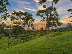 Dusk over the tree line from Lot 09, Costa Ballena, Costa Rica