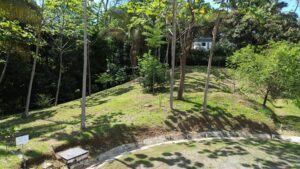 Lot 11 clearing with mature trees and the internal road, Costa Ballena, Costa Rica