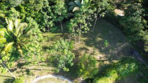 Jungle canopy and undergrowth on Lot 11, Farmstead Collection, Costa Rica